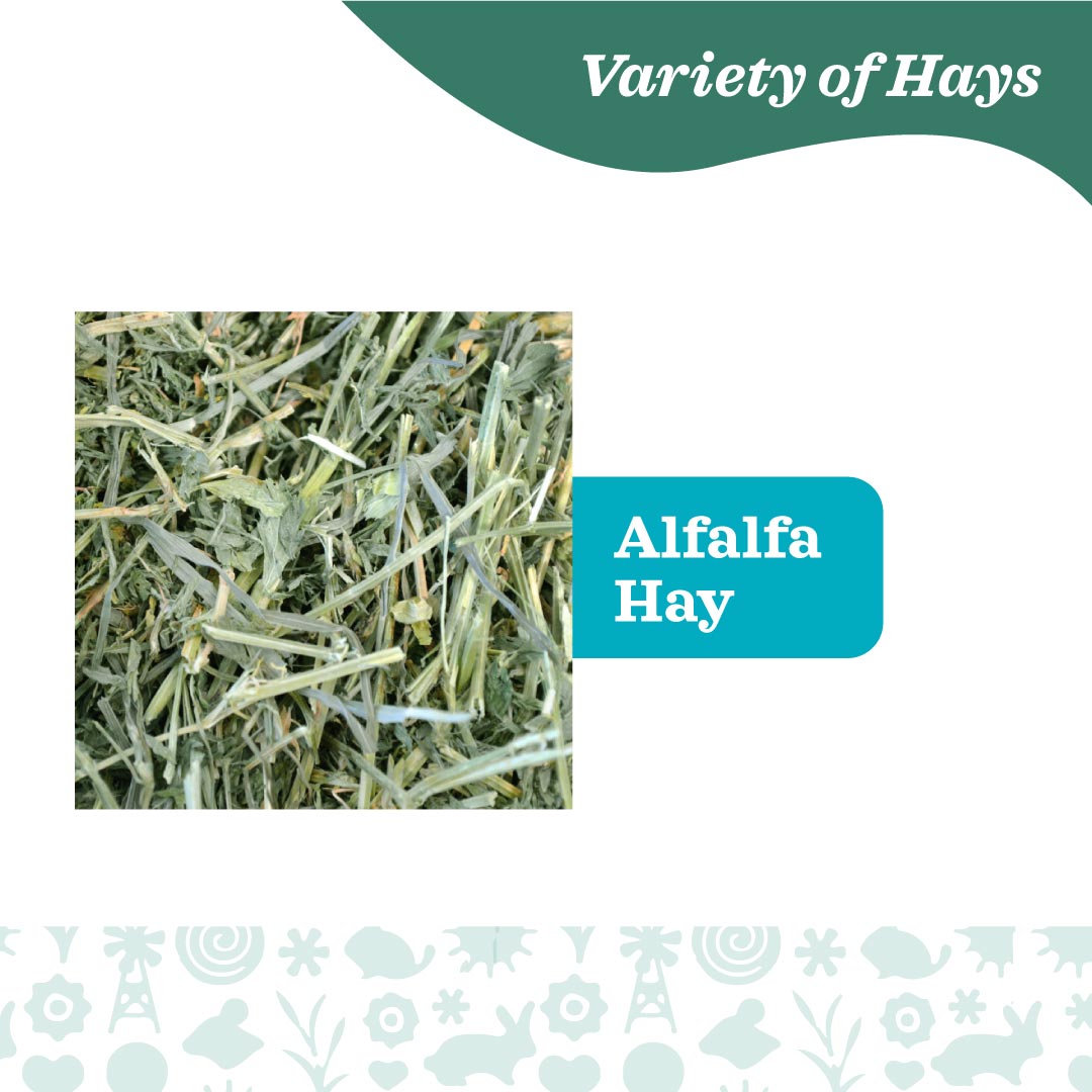 Oxbow Alfalfa Hay (15oz)