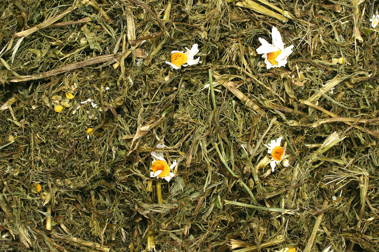 JR Farm Chamomile Plant (100g)