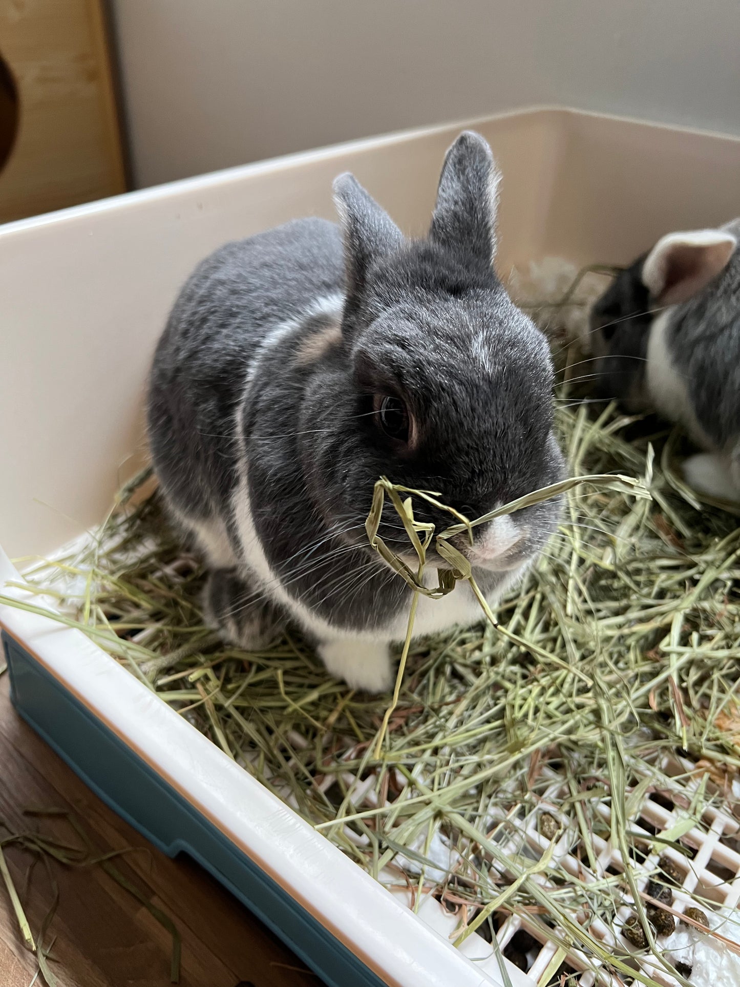 Hay sampler pack